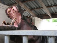 image of hippopotamus
