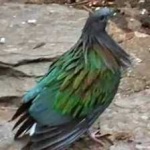 image of bird