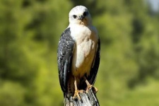 image of hawk
