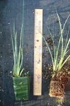 image of pot