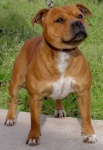 image of staffordshire_bullterrier #11