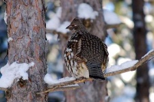 image of ruffed_grouse #7