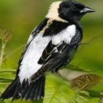 image of bird