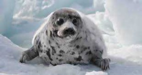 image of animal