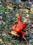 image of eft