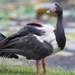 image of bird