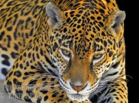 image of jaguar_car