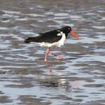 image of oystercatcher