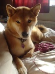 image of shiba_inu #7