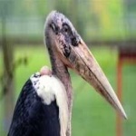 image of bird