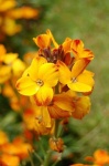 image of flower