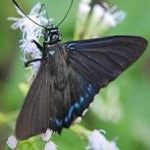image of animal