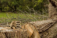 image of animal