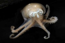 image of octopus