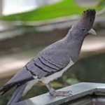 image of bird