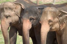 image of indian_elephant