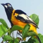 image of bird