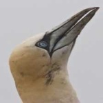 image of bird