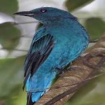 image of bird