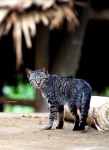 image of tiger_cat