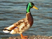 image of drake