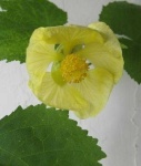 image of flower