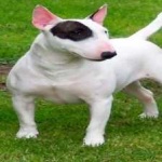 image of bull_terrier #7