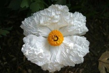 image of flower