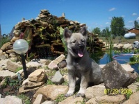 image of keeshond