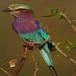 image of bird