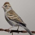 image of bird