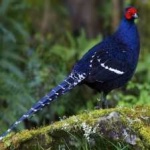image of bird