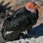 image of bird