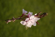image of flower