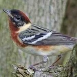 image of bird
