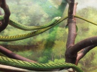 image of green_snake #4