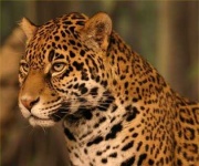 image of jaguar_car