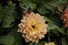 image of flower