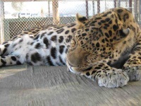 image of jaguar_car