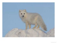 image of arctic_fox