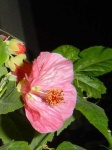 image of flower