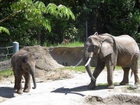 image of african_elephant