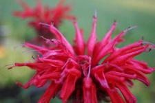 image of flower