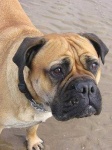 image of bull_mastiff