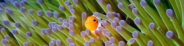 image of anemone_fish
