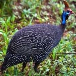 image of bird