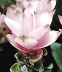 image of flower