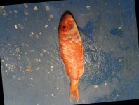 image of fish