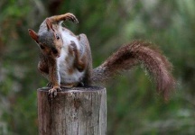 image of animal