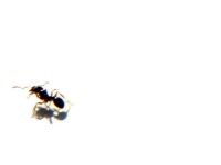 image of ant